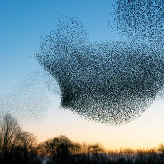 Schwarm von Vögeln am Abendhimmel über Bäumen.