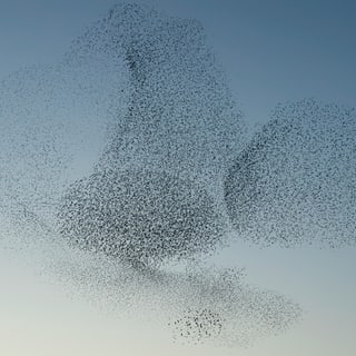 Vogelschwarm am Himmel