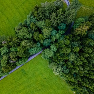 Luftaufnahme eines Waldes und Feldwegs.