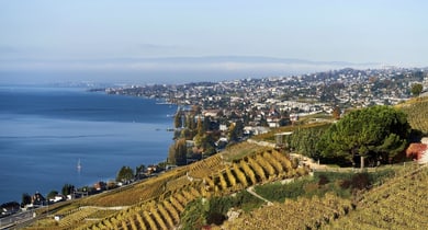 Lavaux