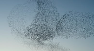 Vogelschwarm am Himmel