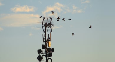 Vögel fliegen um Antenne bei blauem Himmel.
