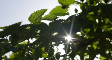 Symbolbild Nachhaltigkeit