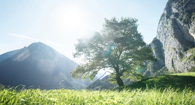 Baum auf Wiese_Nachhaltigkeitsreport 2021