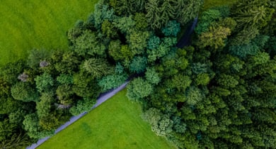 Luftaufnahme eines Waldes und Feldwegs.