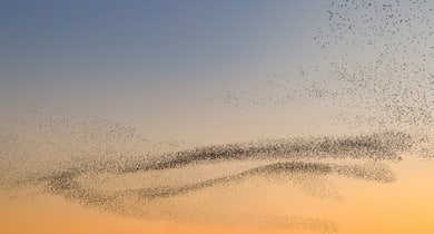 Schwarmbild Sonnenuntergang