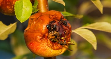 Fauler Apfel mit Insekten