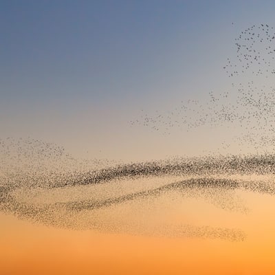 Vogelschwarm am Himmel bei Sonnenuntergang.
