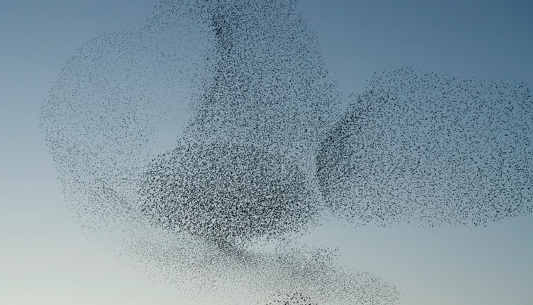 Vogelschwarm am Himmel