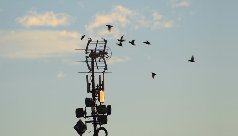 Vögel fliegen um Antenne bei blauem Himmel.