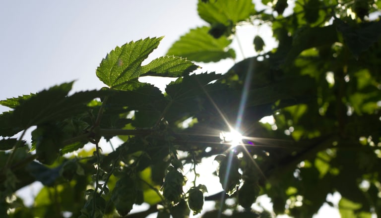 Symbolbild Nachhaltigkeit