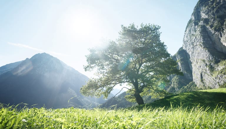 Baum auf Wiese_Nachhaltigkeitsreport 2021