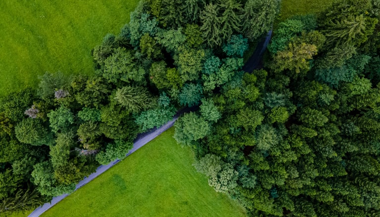 Luftaufnahme eines Waldes und Feldwegs.