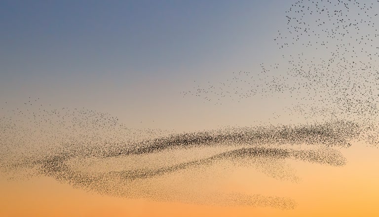 Schwarmbild Sonnenuntergang