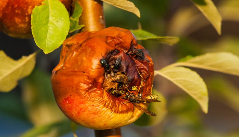Fauler Apfel mit Insekten