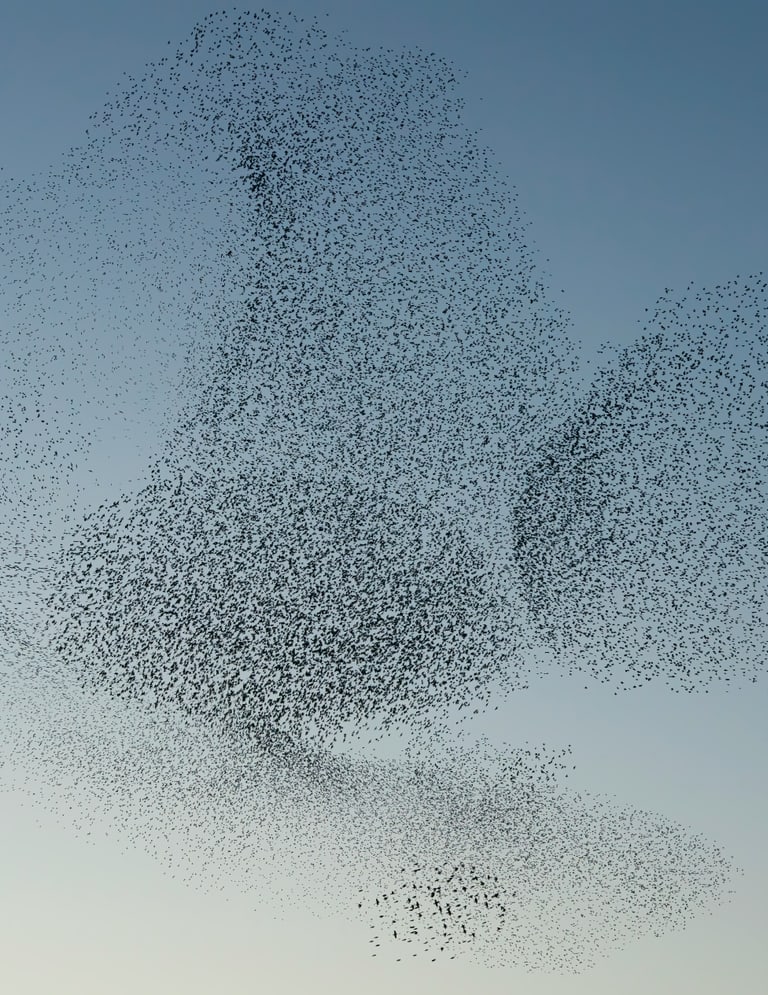 Vogelschwarm am Himmel
